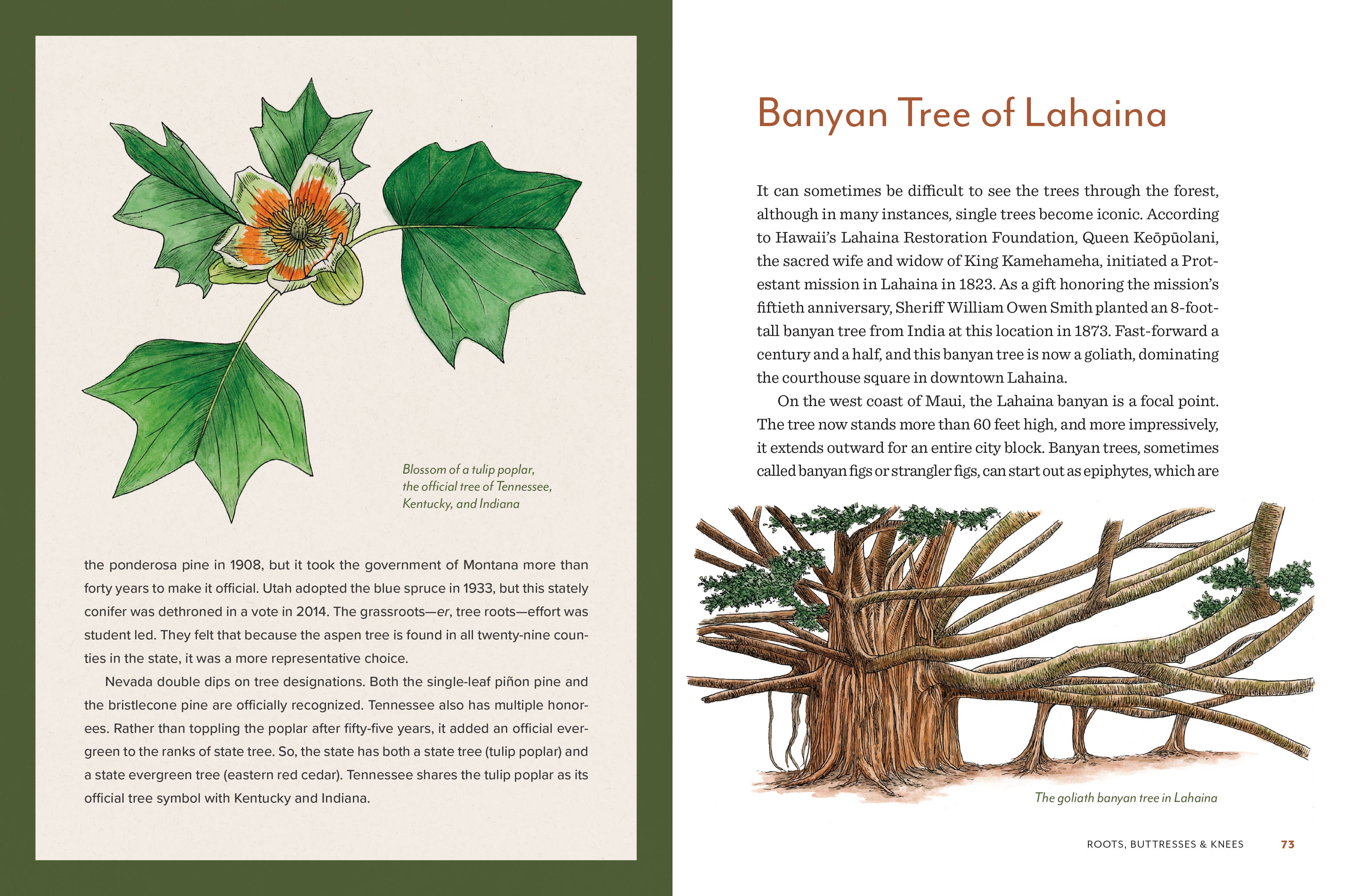 Knowing the Trees: Discover the Forest from Seed to Snag - DIGS
