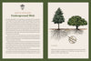 Knowing the Trees: Discover the Forest from Seed to Snag - DIGS