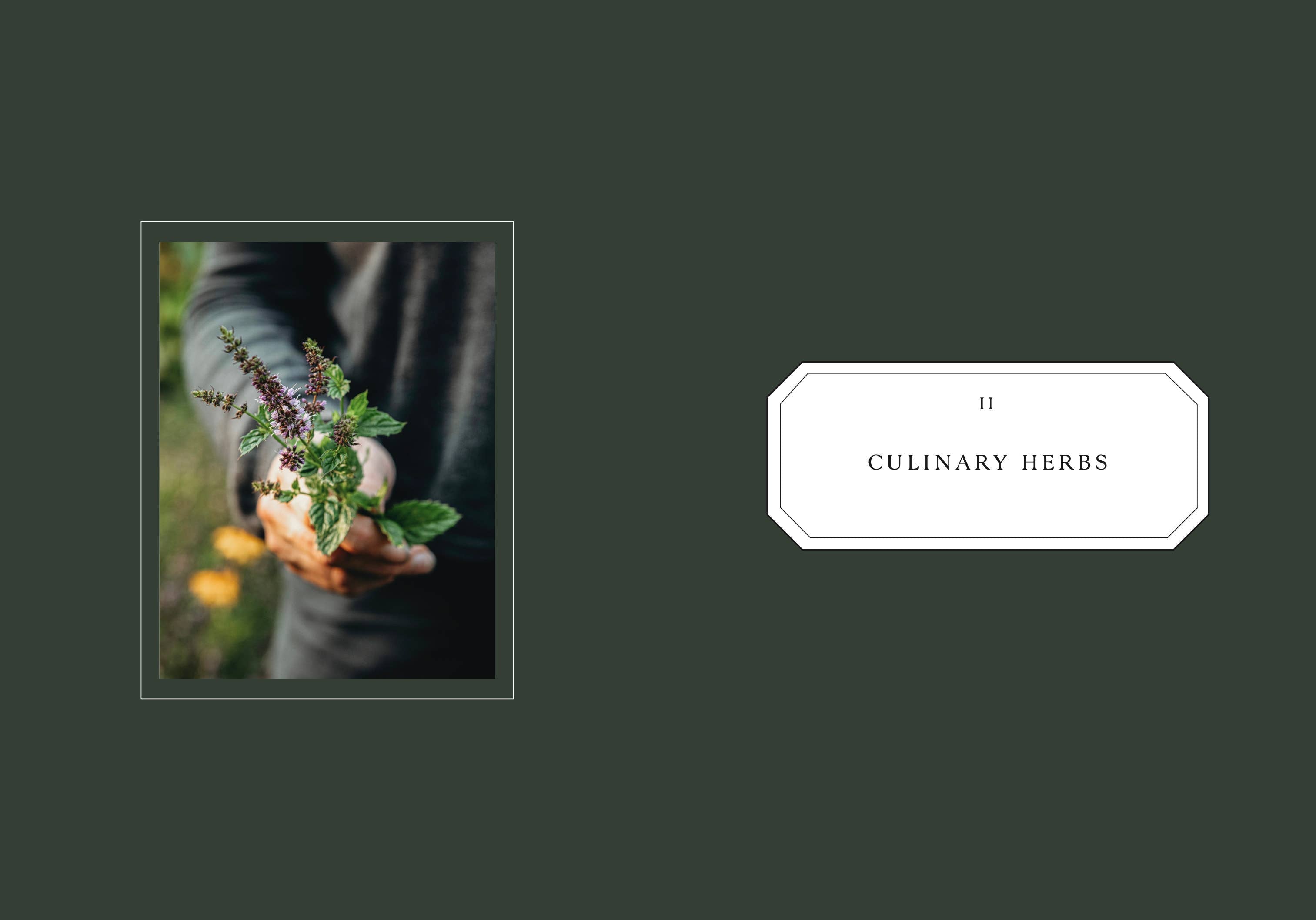 Living with Herbs - DIGS
