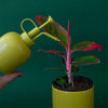 Metal Plant Mister - DIGS