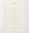 Modern Paint By Numbers Kit: Tahitian Botanical - DIGS