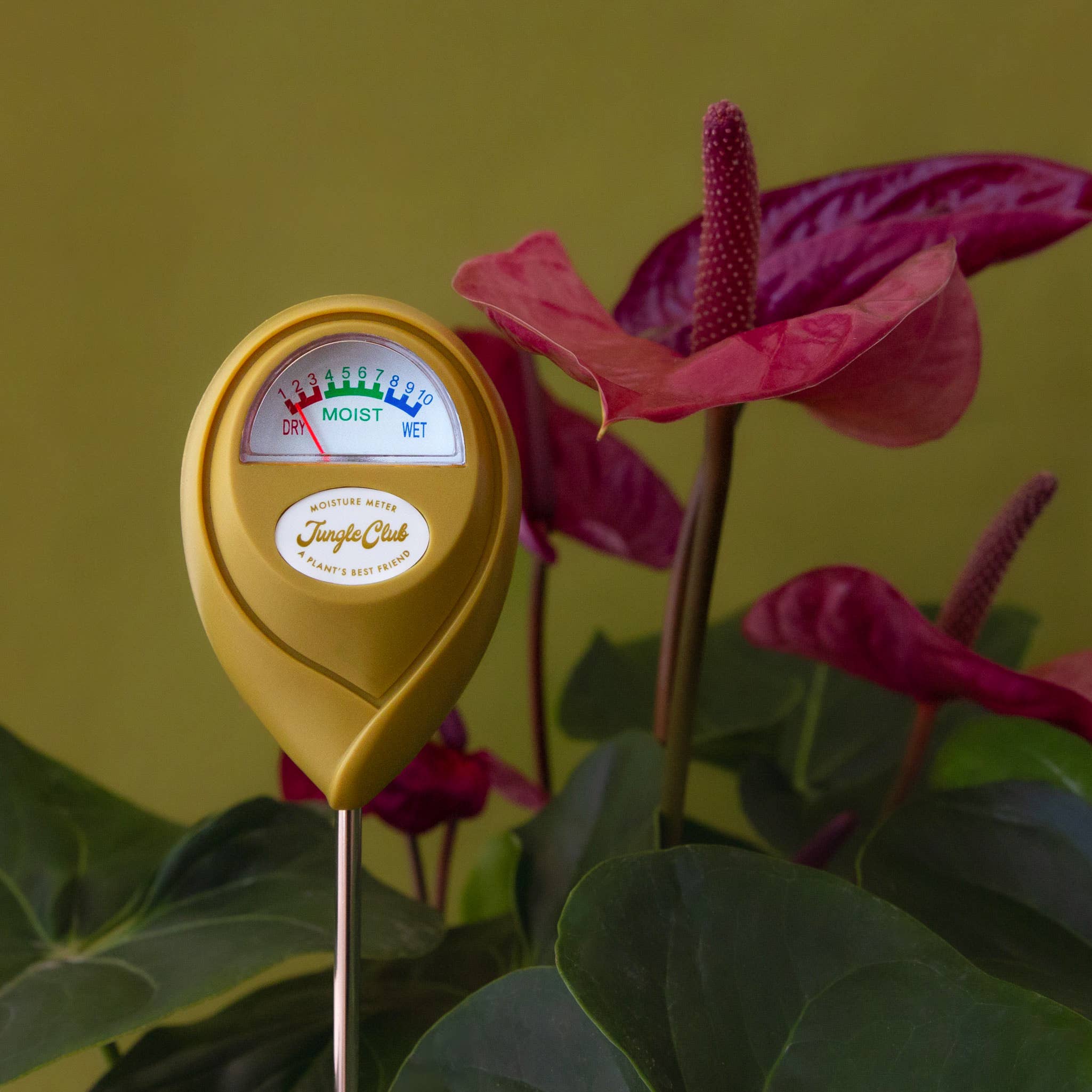 Moisture Meter - DIGS