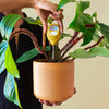 Moisture Meter - DIGS