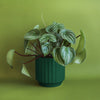 Monroe Planter - Rainforest - DIGS