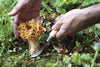 Mushroom Knife with Brush - DIGS
