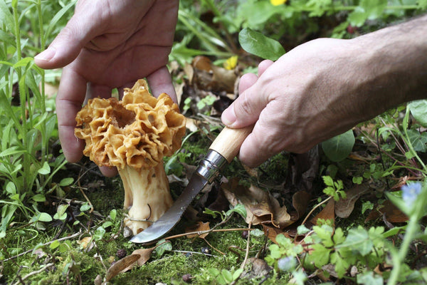 Mushroom Knife with Brush - DIGS