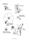 Northwest Foraging: The Classic Guide to Edible Plants of the Pacific Northwest - DIGS