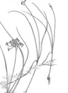 Northwest Foraging: The Classic Guide to Edible Plants of the Pacific Northwest - DIGS