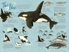 On Island Time: Illustrated Adventures Around Washington - DIGS