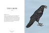 Ornithography - DIGS