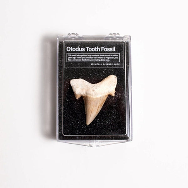 Otodus Tooth Fossil - DIGS