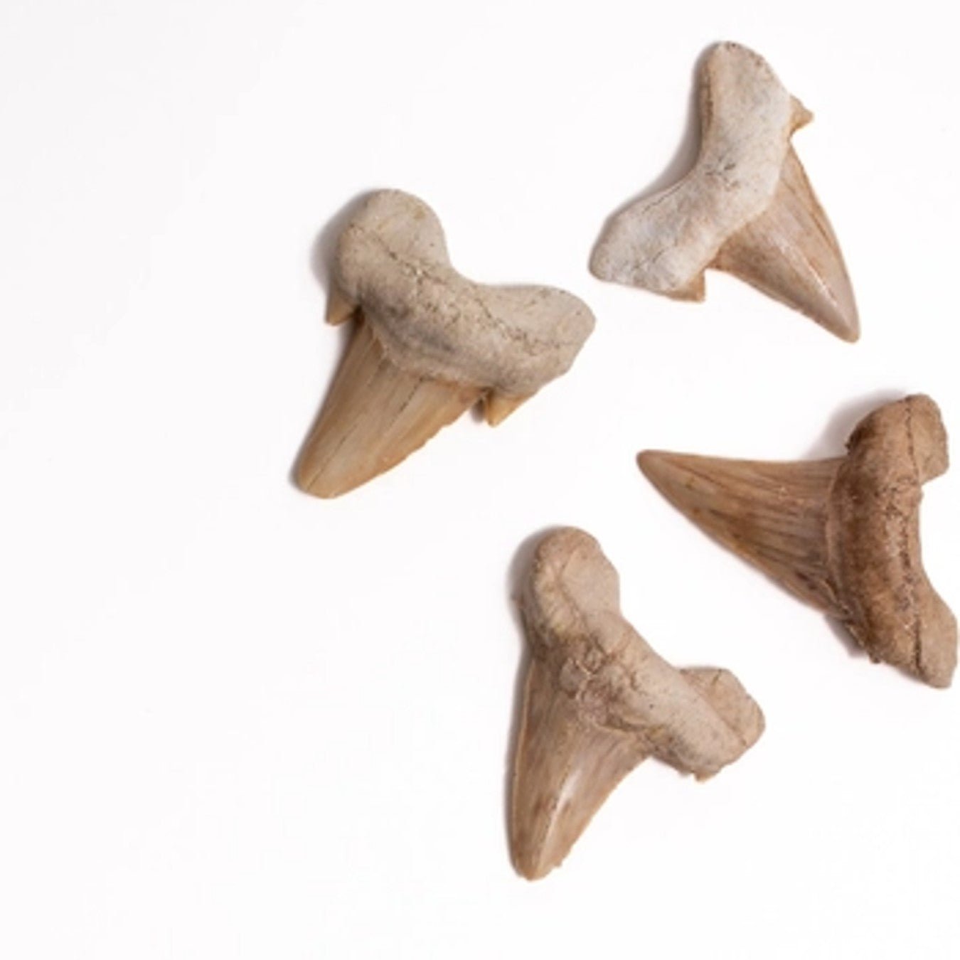 Otodus Tooth Fossil - DIGS
