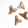 Otodus Tooth Fossil - DIGS