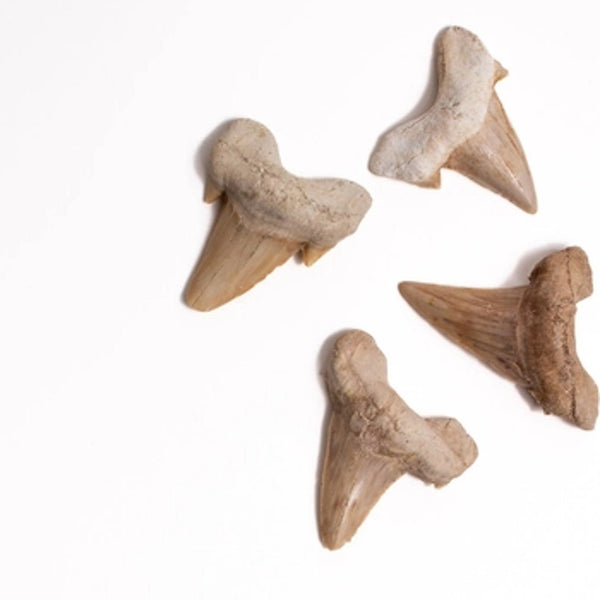 Otodus Tooth Fossil - DIGS