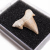 Otodus Tooth Fossil - DIGS