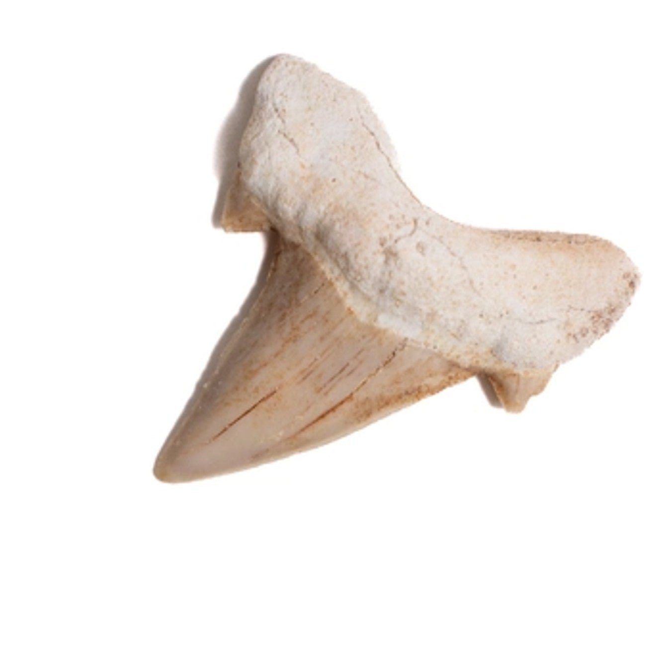 Otodus Tooth Fossil - DIGS