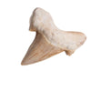 Otodus Tooth Fossil - DIGS