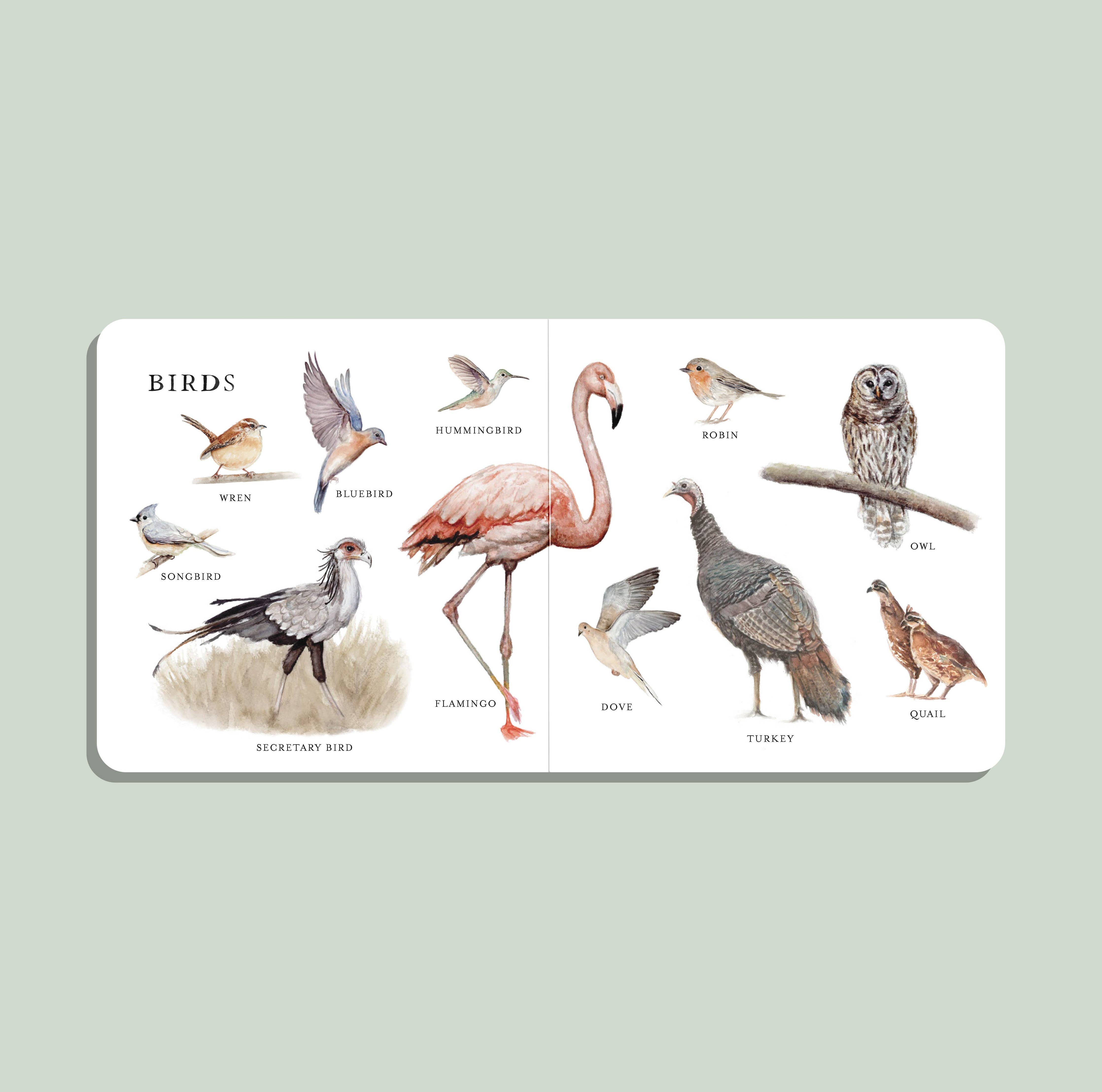 Our Big Book of Animals Board Book - DIGS