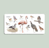 Our Big Book of Animals Board Book - DIGS