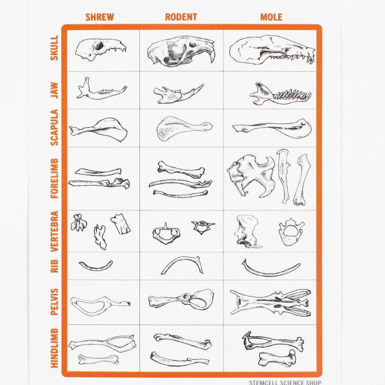 Owl Pellet Dissection Kit - DIGS