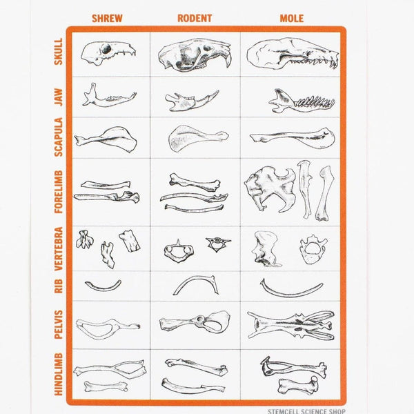 Owl Pellet Dissection Kit - DIGS