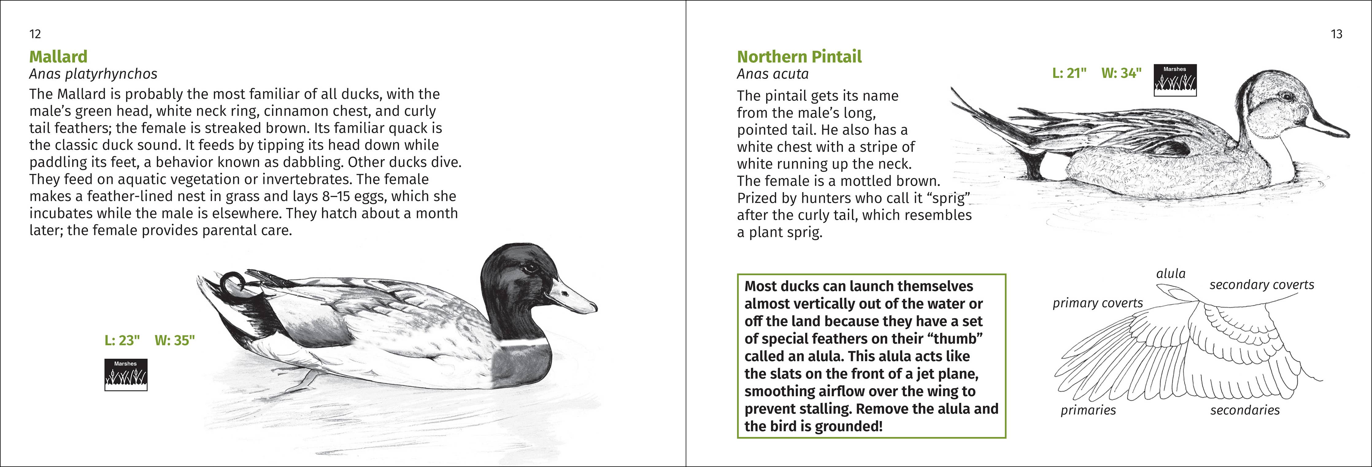 Pacific Coast Bird Finder Pocket Guide - DIGS