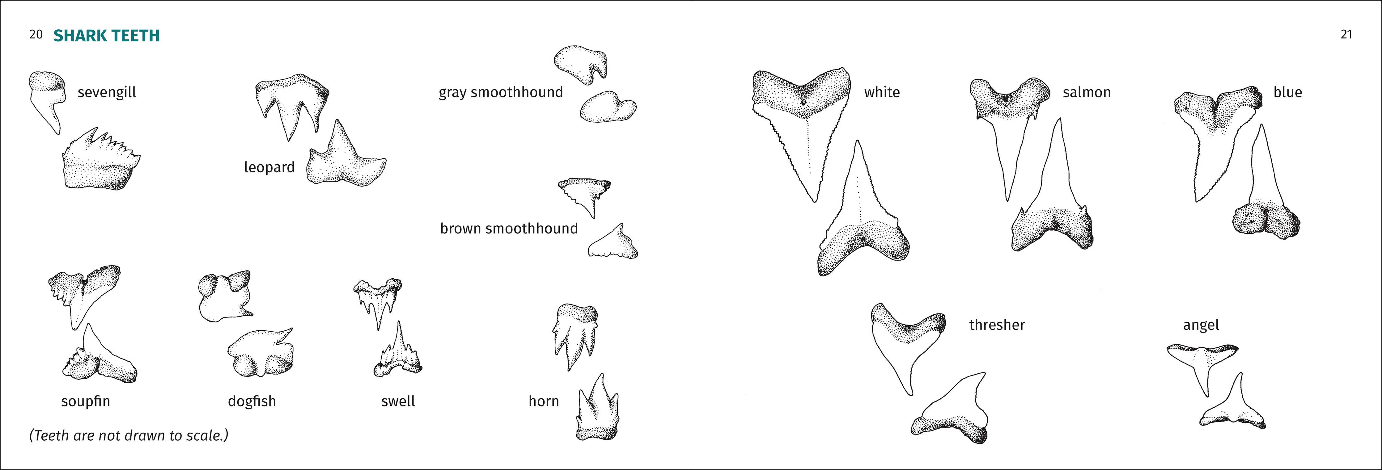 Pacific Coast Fish Finder Pocket Guide - DIGS