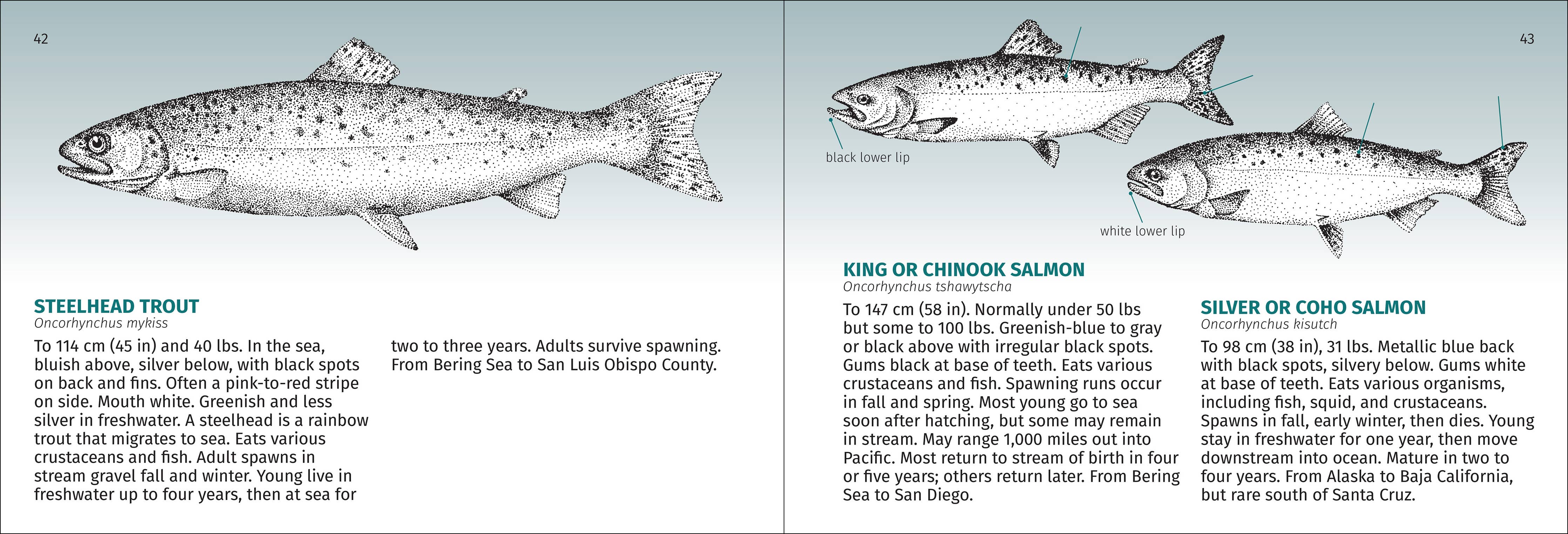 Pacific Coast Fish Finder Pocket Guide - DIGS