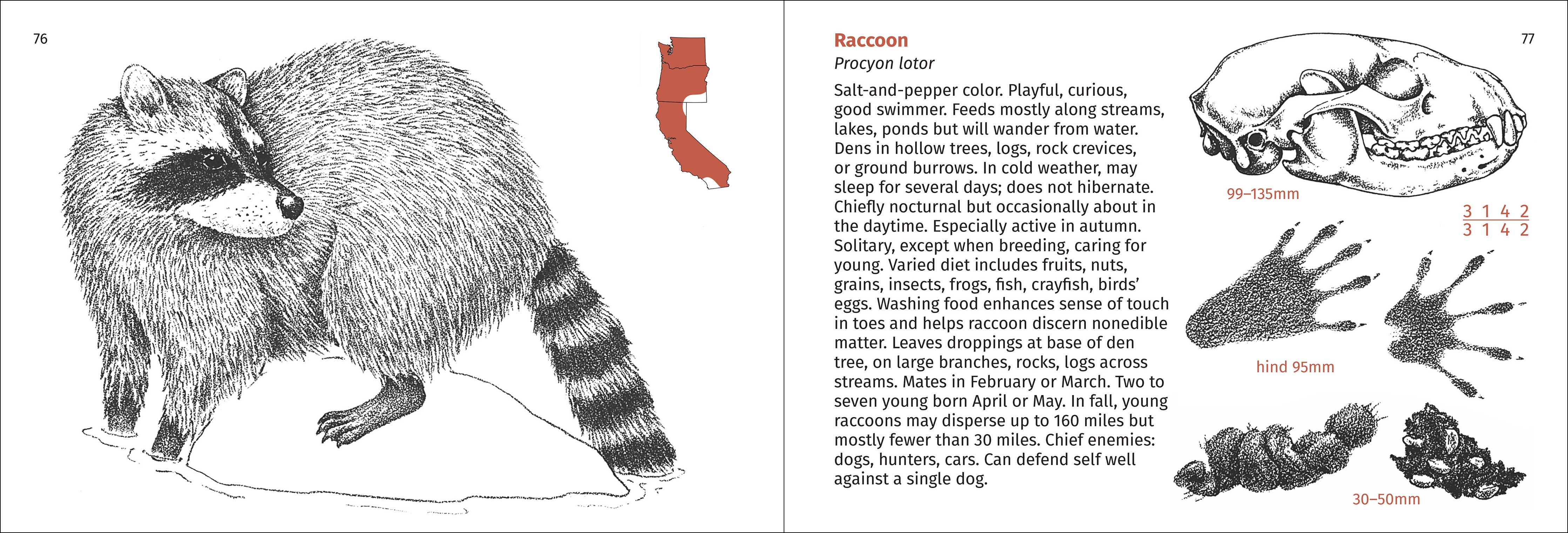 Pacific Coast Mammal Finder Pocket Guide - DIGS