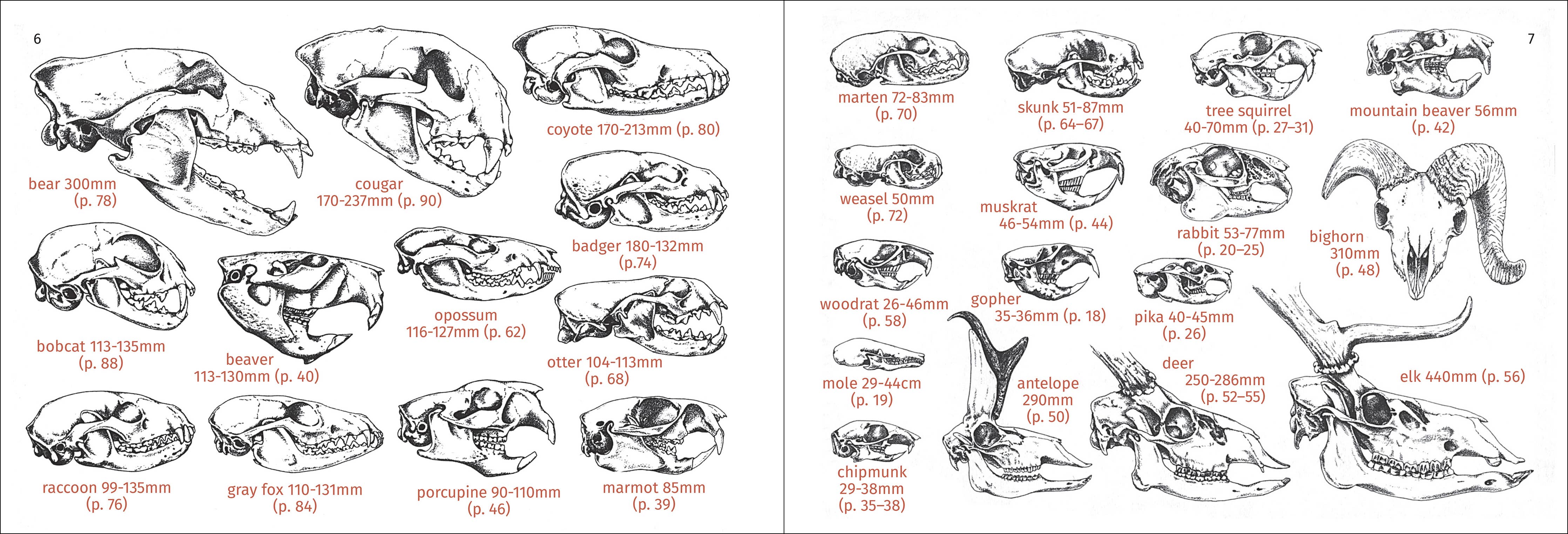 Pacific Coast Mammal Finder Pocket Guide - DIGS