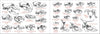 Pacific Coast Mammal Finder Pocket Guide - DIGS