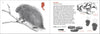 Pacific Coast Mammal Finder Pocket Guide - DIGS