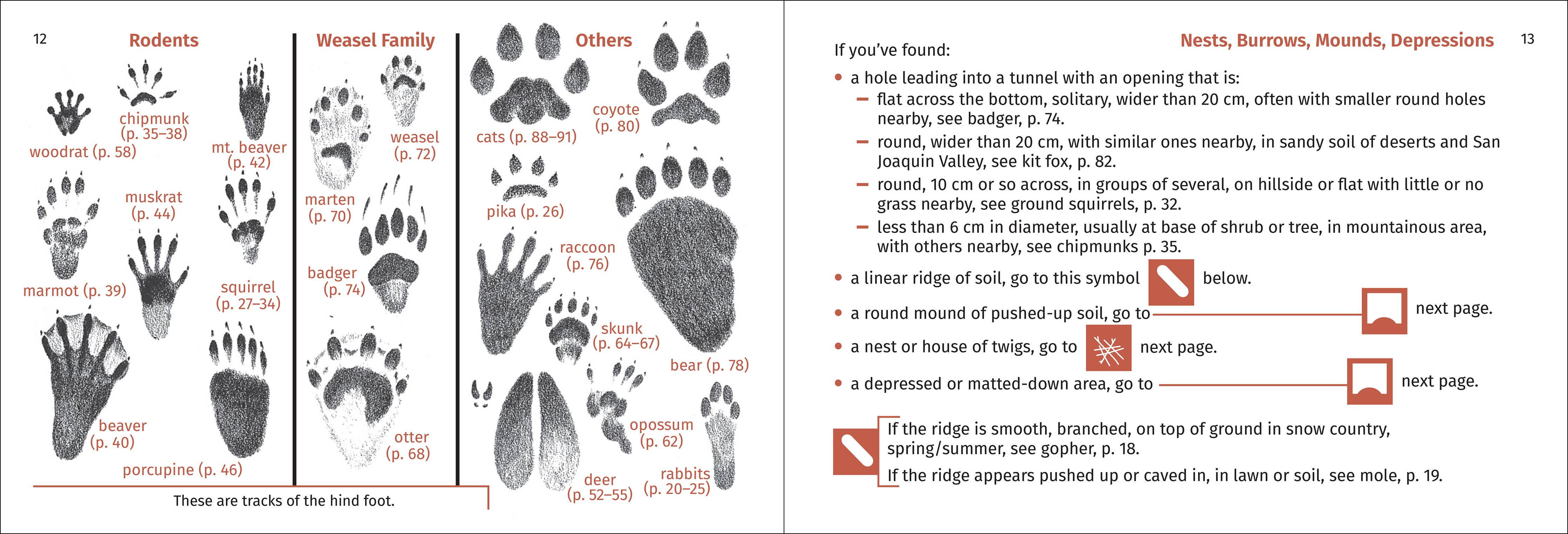 Pacific Coast Mammal Finder Pocket Guide - DIGS