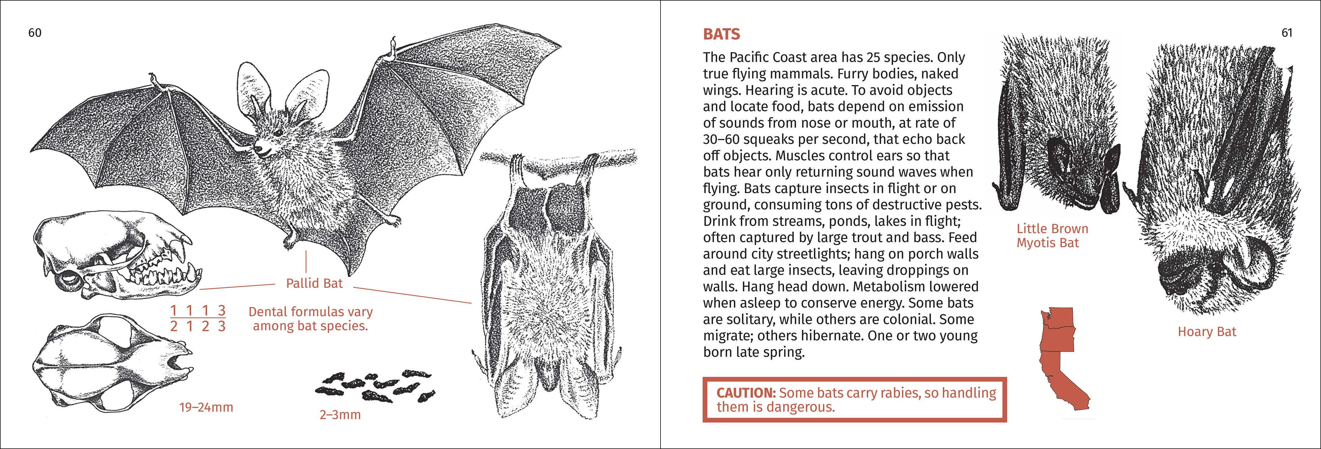 Pacific Coast Mammal Finder Pocket Guide - DIGS