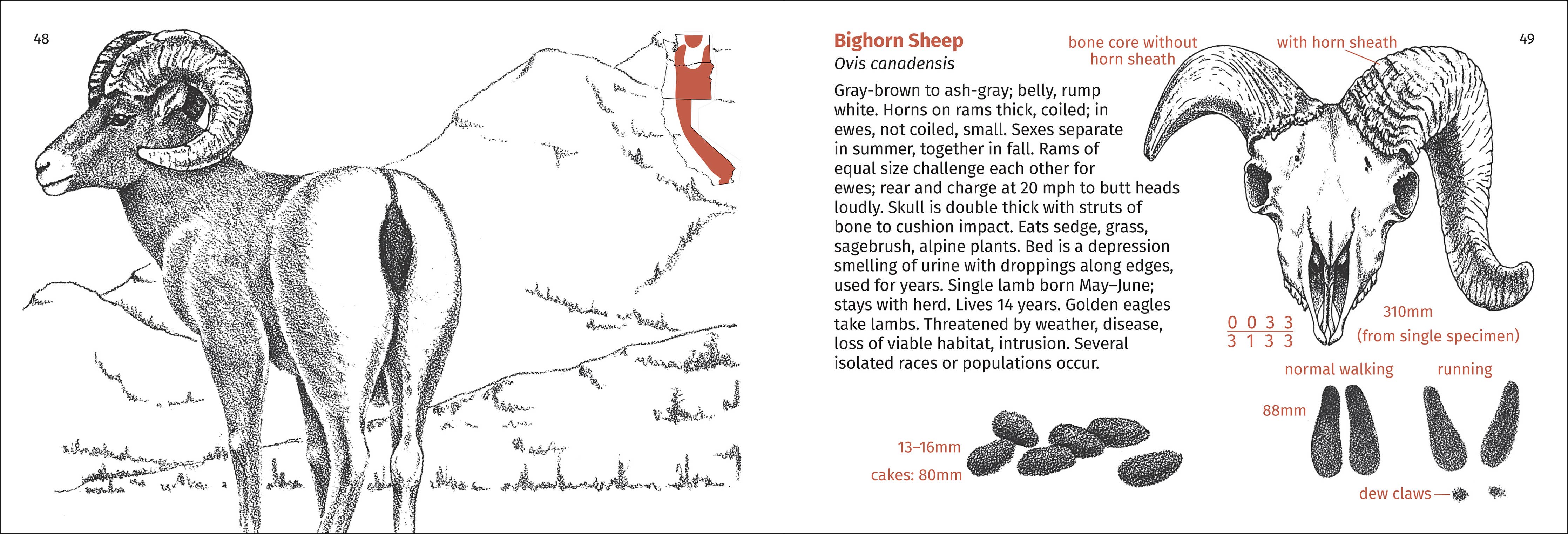 Pacific Coast Mammal Finder Pocket Guide - DIGS