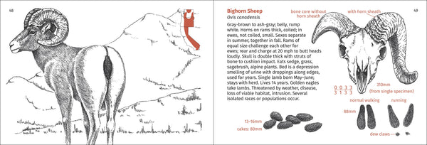 Pacific Coast Mammal Finder Pocket Guide - DIGS