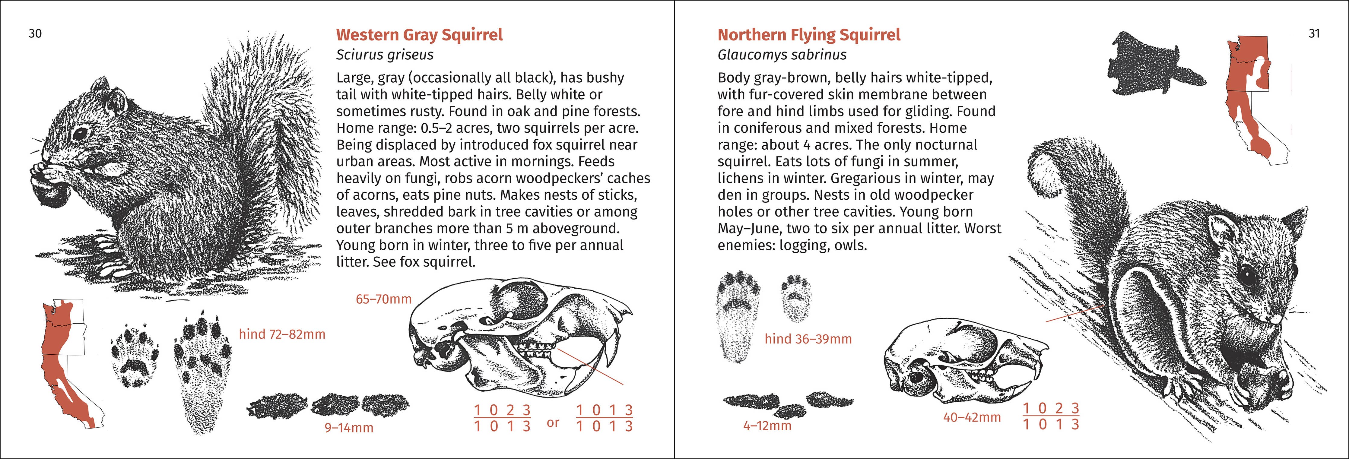Pacific Coast Mammal Finder Pocket Guide - DIGS