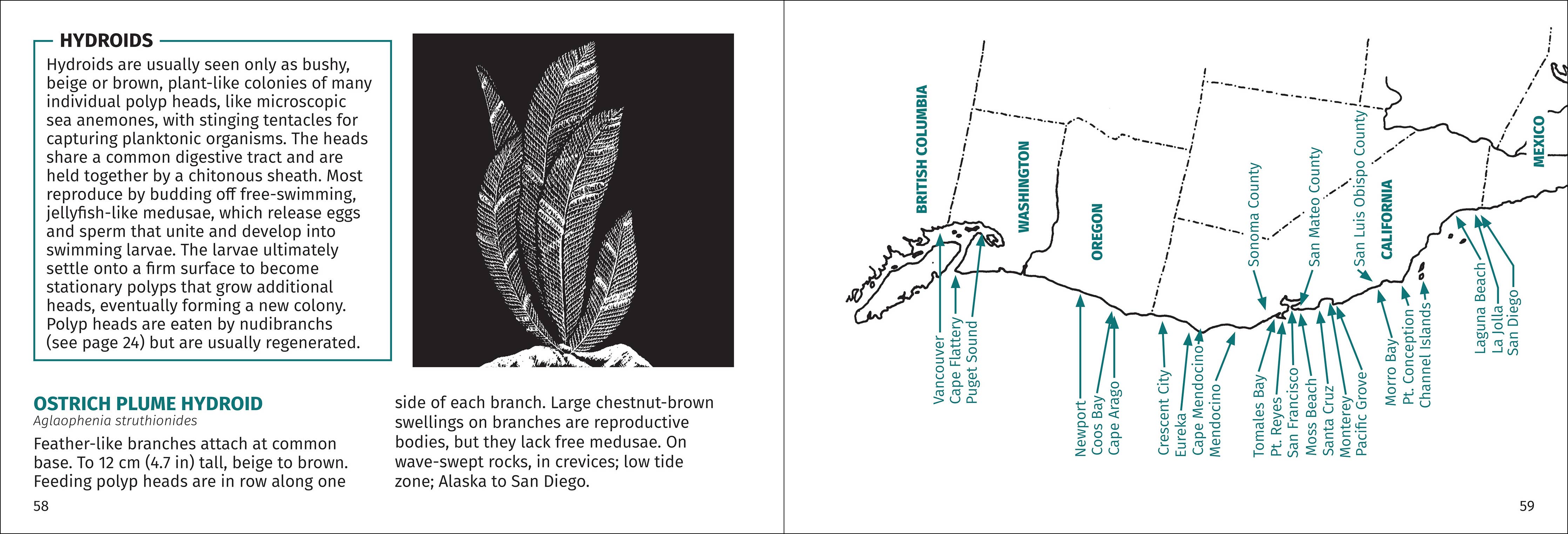Pacific Intertidal Life Finder Pocket Guide - DIGS