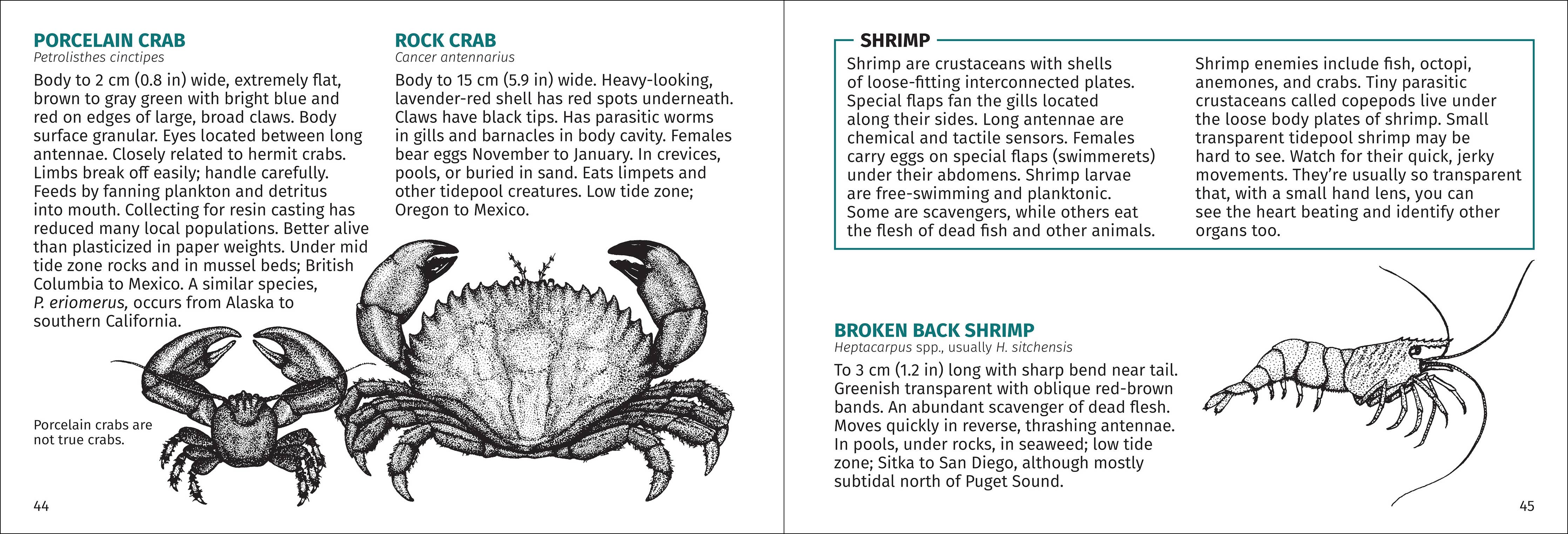 Pacific Intertidal Life Finder Pocket Guide - DIGS