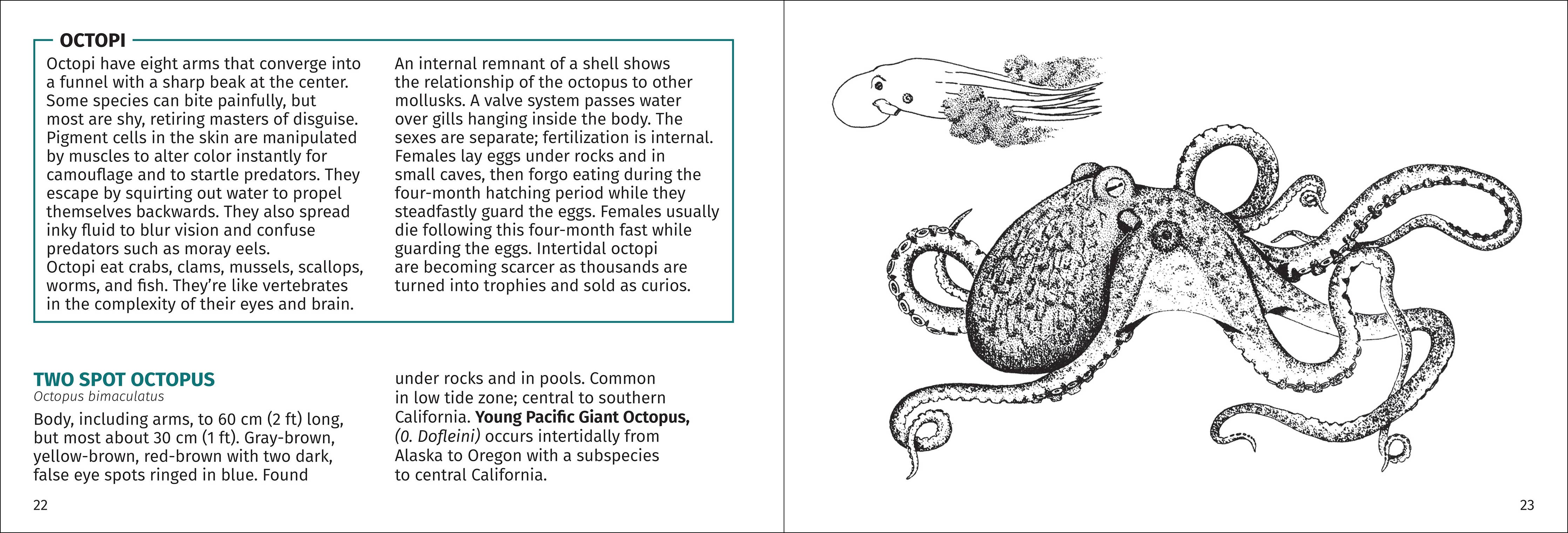 Pacific Intertidal Life Finder Pocket Guide - DIGS