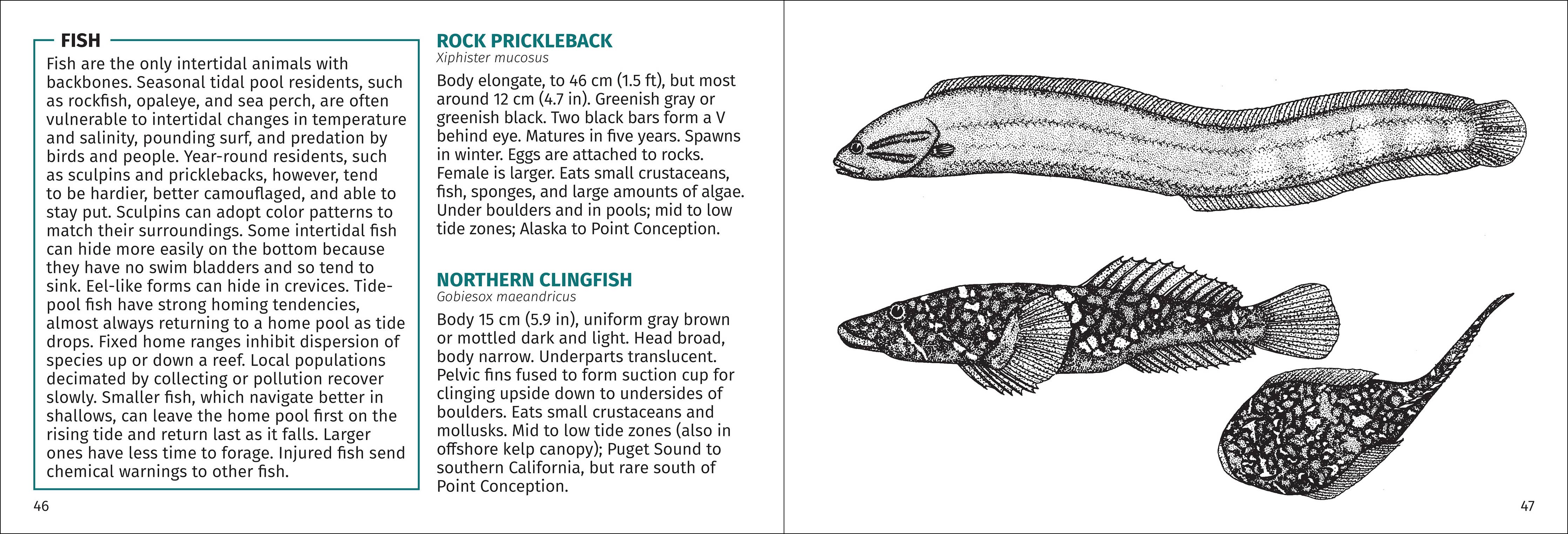 Pacific Intertidal Life Finder Pocket Guide - DIGS