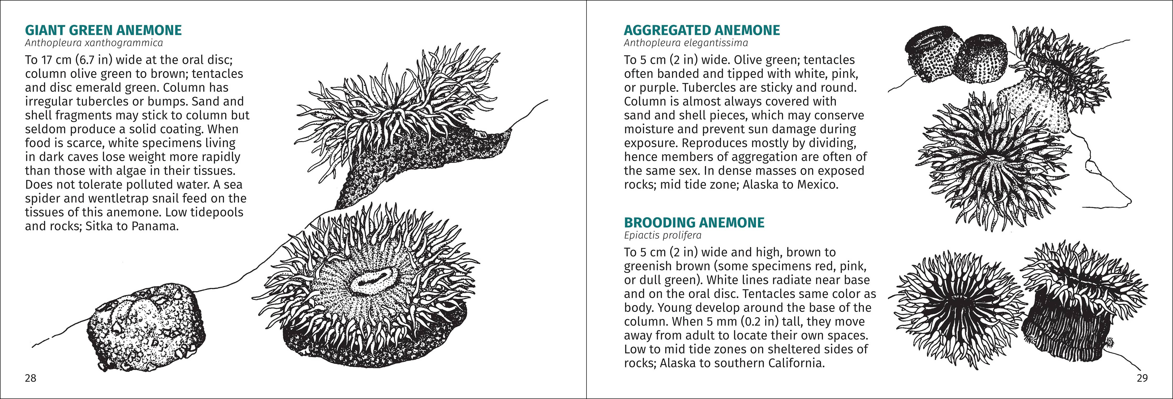 Pacific Intertidal Life Finder Pocket Guide - DIGS