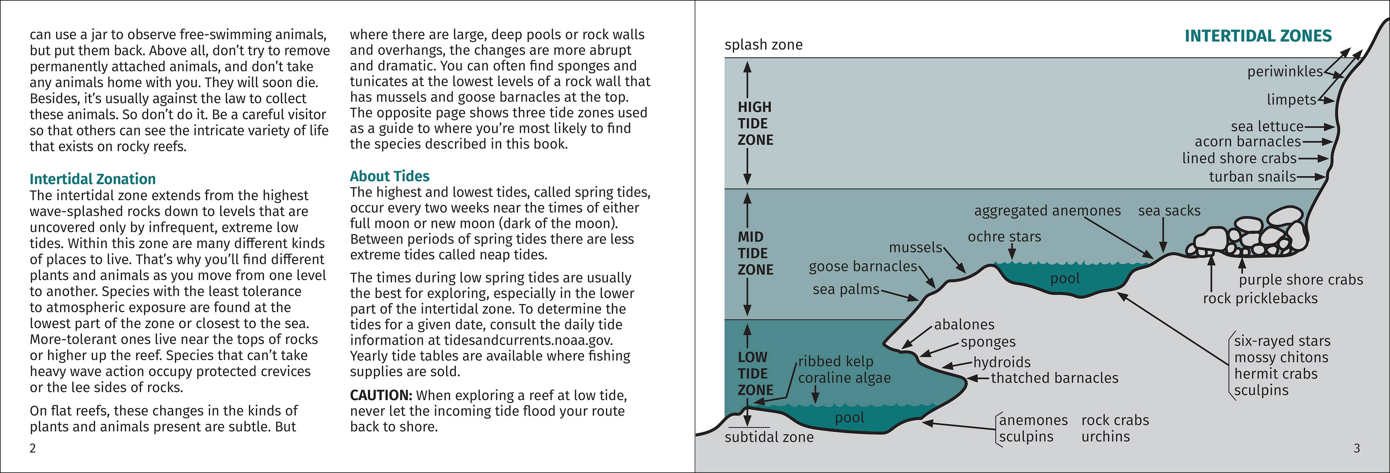 Pacific Intertidal Life Finder Pocket Guide - DIGS