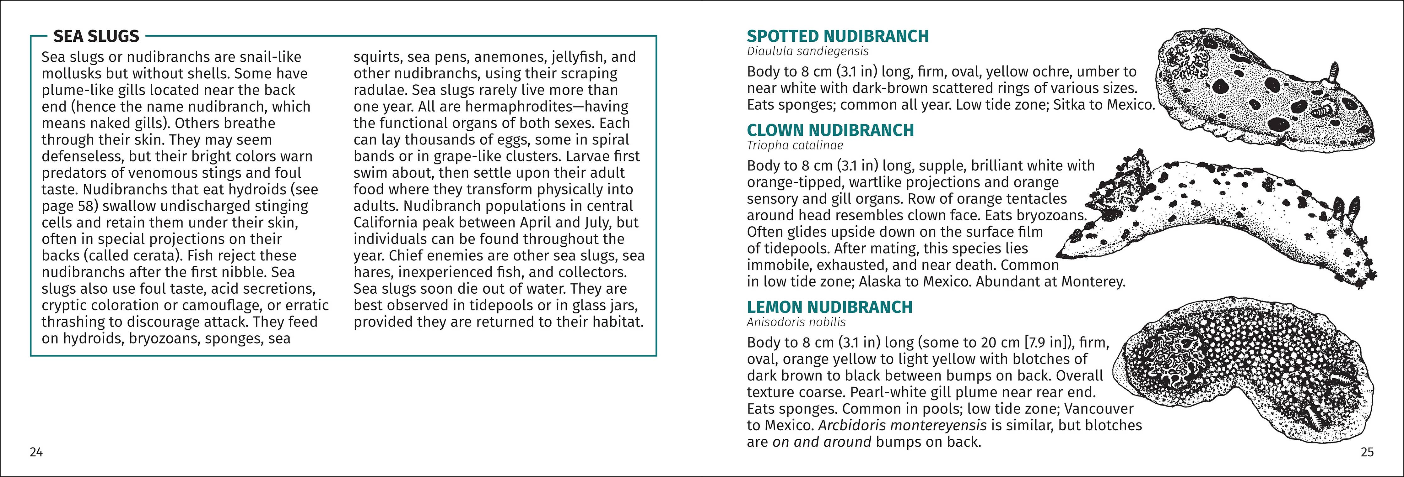 Pacific Intertidal Life Finder Pocket Guide - DIGS