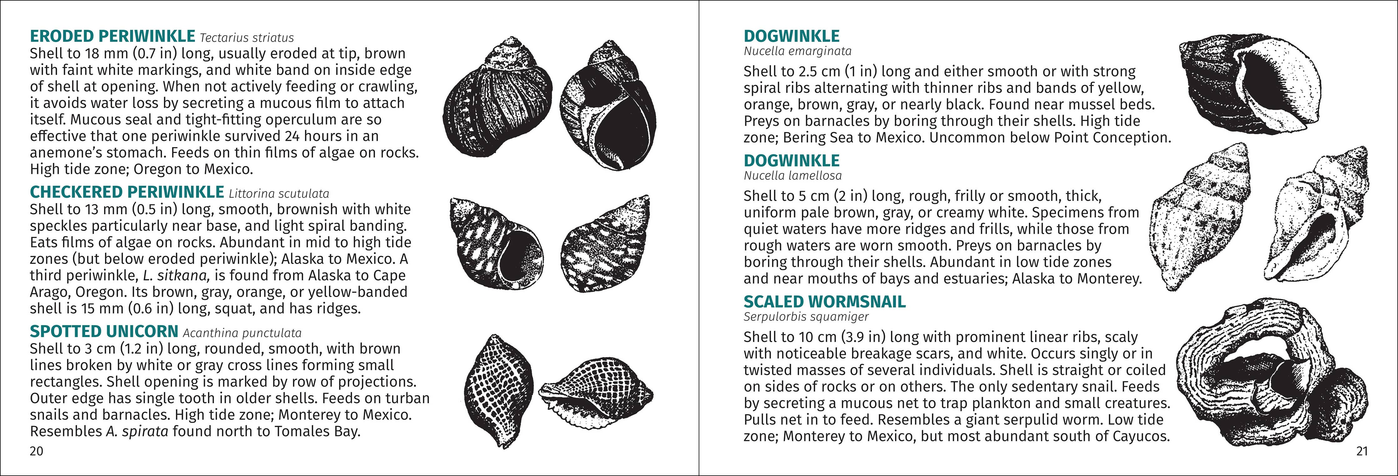 Pacific Intertidal Life Finder Pocket Guide - DIGS