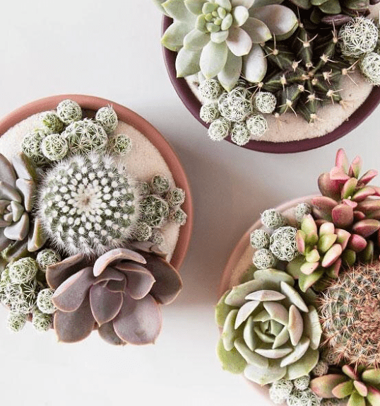 Pedestal Home & Garden Bowls - DIGS