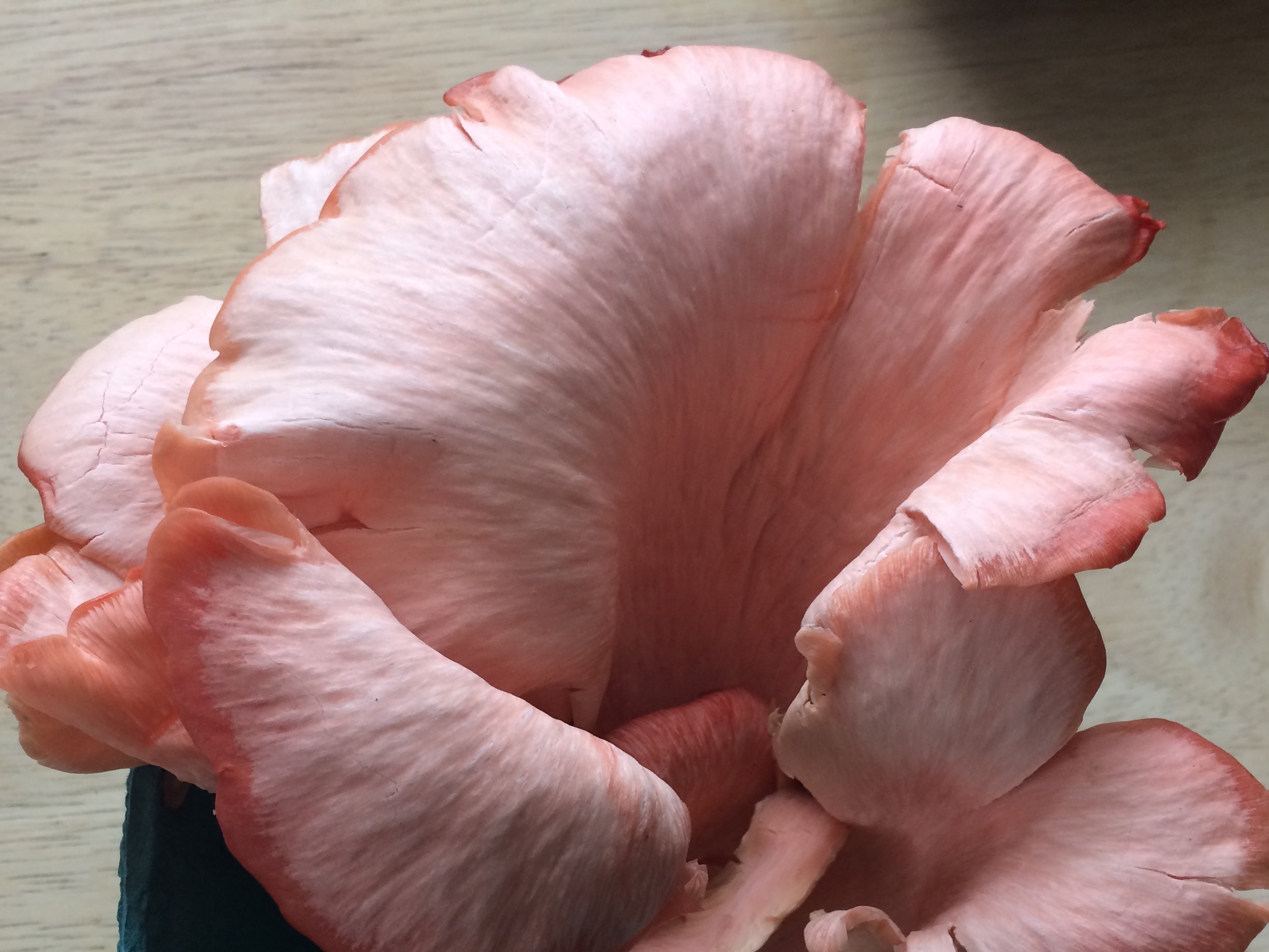 Pink Oyster Mushroom Growing Kit - DIGS