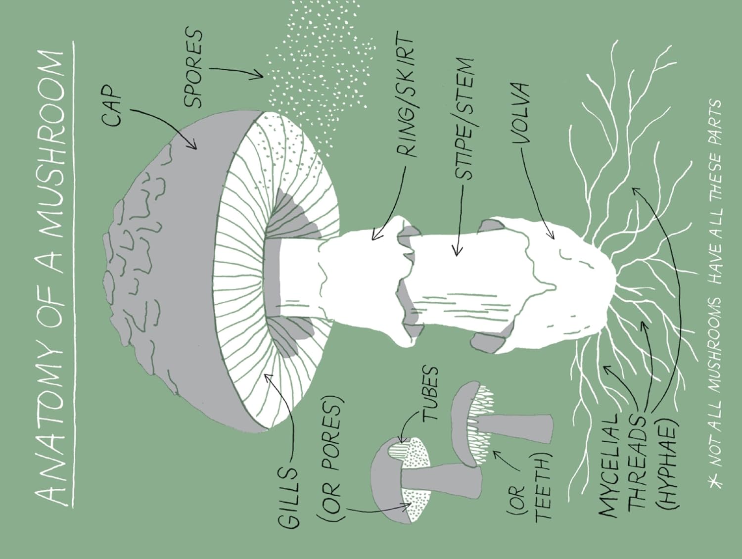 Pocket Nature: Mushroom Hunting: Forage for Fungi and Connect with the Earth - DIGS