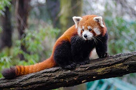 Red Panda Finger Puppet - DIGS