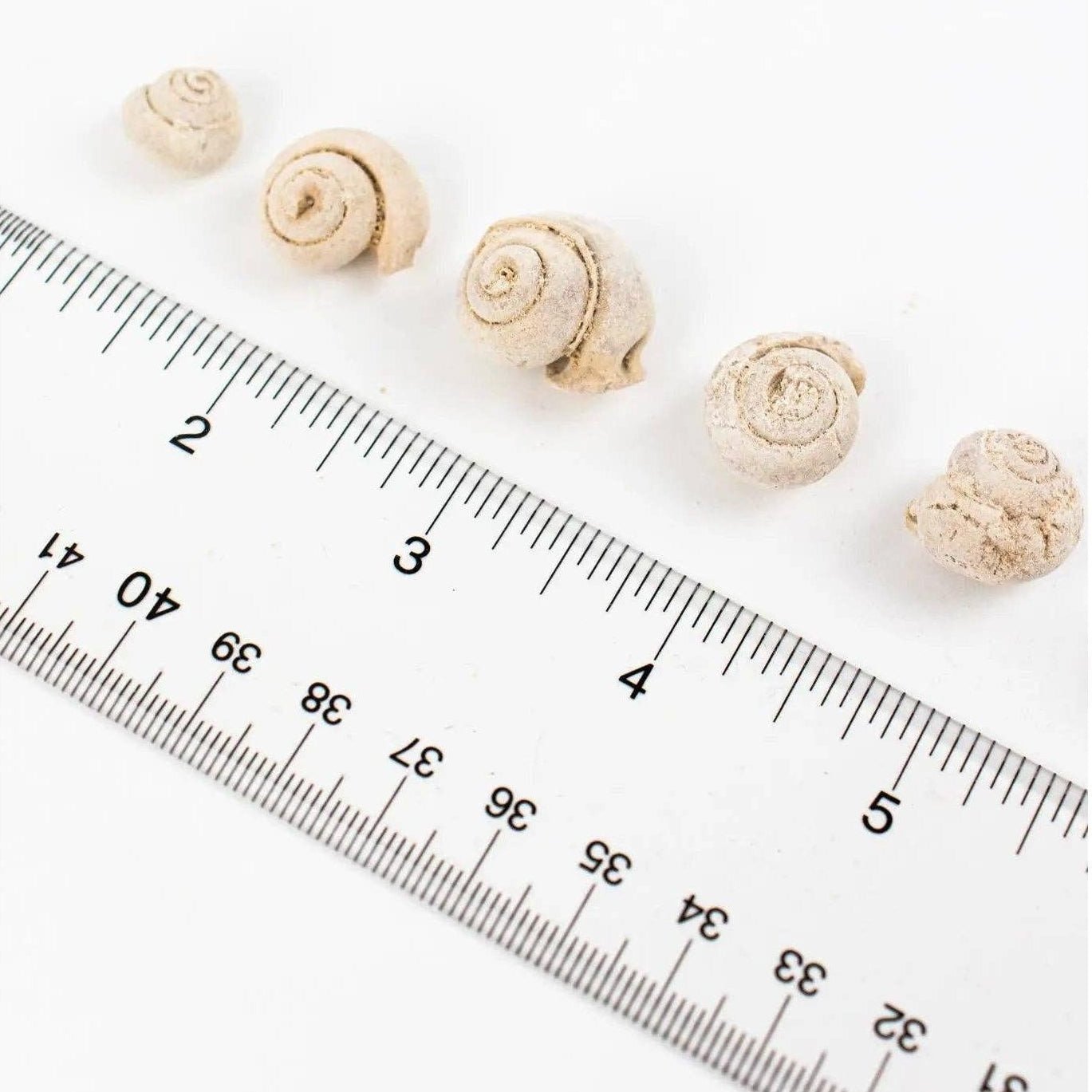 Spiral Gastropod Fossil - DIGS